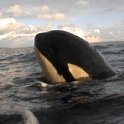 Orca Orcinus Killer Whale arctic ice