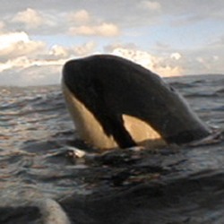 Orca Orcinus Killer Whale arctic ice