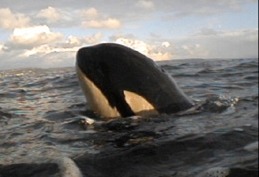 Orca Orcinus Killer Whale arctic ice