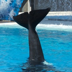 Orca Orcinus Killer Whale fluke tail_waving01