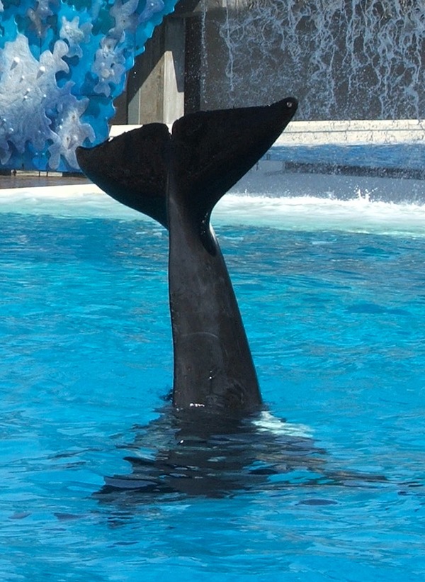 Orca Orcinus Killer Whale fluke tail_waving01