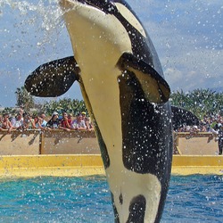 Orca Orcinus Killer Whale jumping