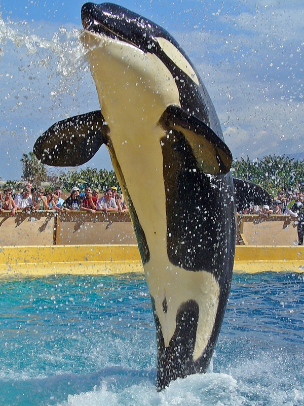 Orca Orcinus Killer Whale jumping
