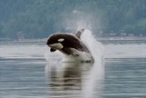 Orca Photo Gallery