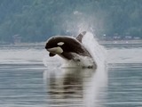 Orca Orcinus Killer Whale puget sound porpoising