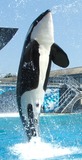Ocean Mammals