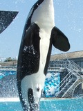 Orca Orcinus Killer Whale sea world show