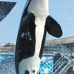 Orca Orcinus Killer Whale sea world show