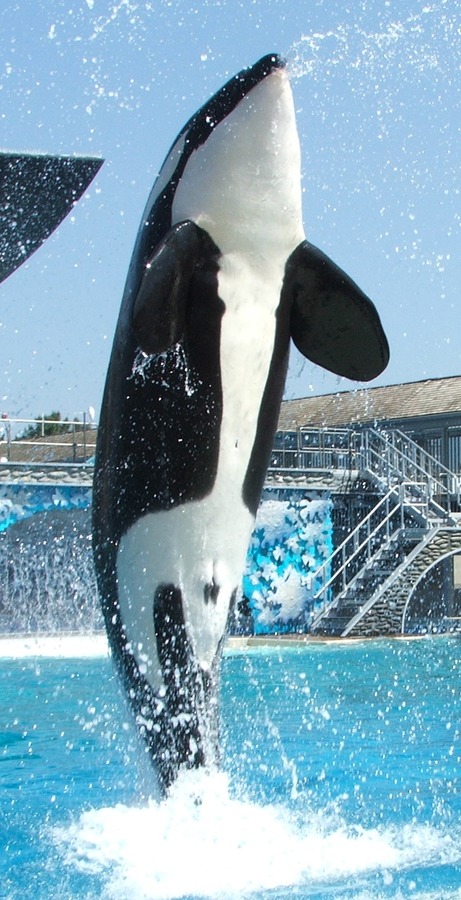 Orca Orcinus Killer Whale sea world show