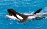 Orca Photo Gallery