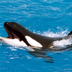 Orca Orcinus Killer Whale zoo0