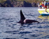 Ocean Mammals