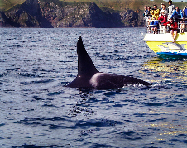 Orca Puget Sound