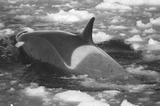 Orca Photo Gallery