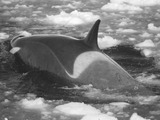 TypeC_orca_cape
