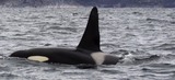 Ocean Mammals