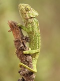 Cameleon Chamaeleonidae Chameleon Photo Lizard Chameleo