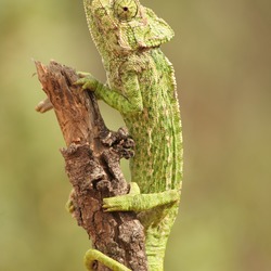 Cameleon Chamaeleonidae Chameleon Photo Lizard Chameleo