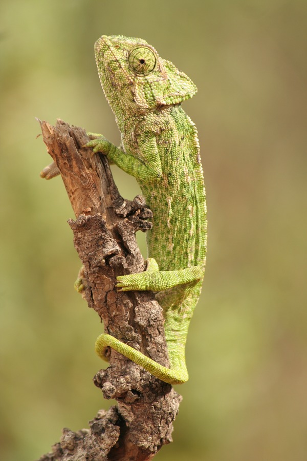 Cameleon Chamaeleonidae Chameleon Photo Lizard Chameleo