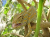 Reptiles