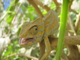 Cameleon Chamaeleonidae Lizard Photo Chameleon Chameleon_Tripolitania