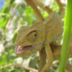 Cameleon Chamaeleonidae Lizard Photo Chameleon Chameleon_Tripolitania