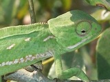 Cameleon Chamaeleonidae Lizard Photo Chameleon Flapneck_Chameleon_pale_green_22_08_2010