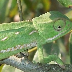 Cameleon Chamaeleonidae Lizard Photo Chameleon Flapneck_Chameleon_pale_green_22_08_2010