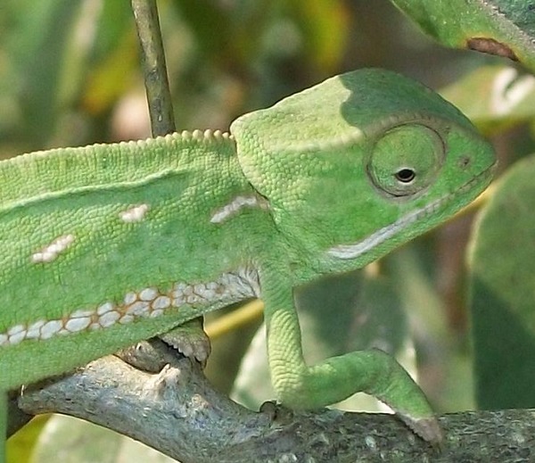 Cameleon Chamaeleonidae Lizard Photo Chameleon Flapneck_Chameleon_pale_green_22_08_2010