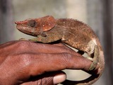 Cameleon Chamaeleonidae Lizard Photo Chameleon brown pigmy Chameleon lizard Chamaeleonidae red color change