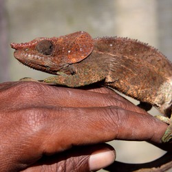 Cameleon Chamaeleonidae Lizard Photo Chameleon brown pigmy Chameleon lizard Chamaeleonidae red color change