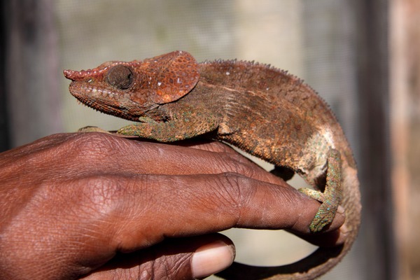 Cameleon Chamaeleonidae Lizard Photo Chameleon brown pigmy Chameleon lizard Chamaeleonidae red color change