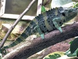 Cameleon Chamaeleonidae Photo Lizard Chameleon Mellers_chameleon_bristol_zoo_arp