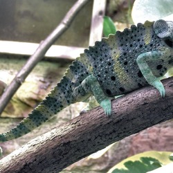 Cameleon Chamaeleonidae Photo Lizard Chameleon Mellers_chameleon_bristol_zoo_arp