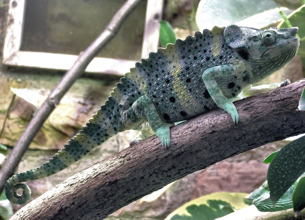 Cameleon Chamaeleonidae Photo Lizard Chameleon Mellers_chameleon_bristol_zoo_arp