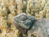 Cameleon Chamaeleonidae Photo Lizard Chameleon Namaqua_Cameleon_3