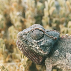 Cameleon Chamaeleonidae Photo Lizard Chameleon Namaqua_Cameleon_3