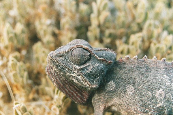 Cameleon Chamaeleonidae Photo Lizard Chameleon Namaqua_Cameleon_3