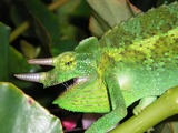 Cameleon Chamaeleonidae Photo Lizard Chameleon Photo Chameleon Lizard Chamaeleonidae Cameleon Jacksons_Chameleon_1