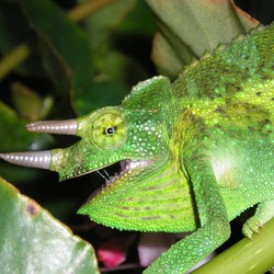 Cameleon Chamaeleonidae Photo Lizard Chameleon Photo Chameleon Lizard Chamaeleonidae Cameleon Jacksons_Chameleon_1