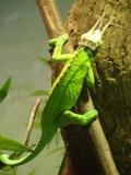 Reptiles