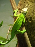 Cameleon Chameleon Chamaeleonidae Photo Lizard Jackson_s_Chameleon_CAS_1