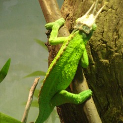 Cameleon Chameleon Chamaeleonidae Photo Lizard Jackson_s_Chameleon_CAS_1