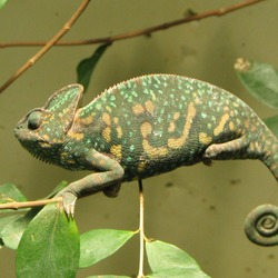 Cameleon Chameleon Photo Chamaeleonidae Lizard Chamaeleo_calyptratus_female curly tail branch Chameleon lizard Chamaeleonidae