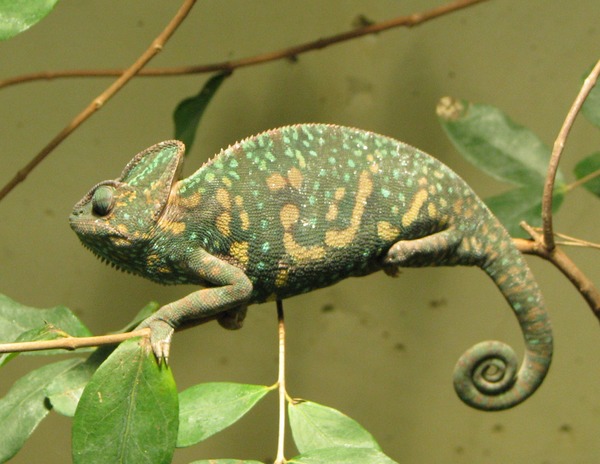 Cameleon Chameleon Photo Chamaeleonidae Lizard Chamaeleo_calyptratus_female curly tail branch Chameleon lizard Chamaeleonidae