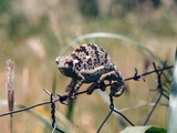 Cameleon Chameleon Photo Chamaeleonidae Lizard Chameleon,_Botswana2