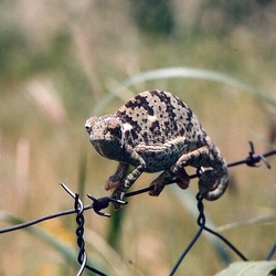 Cameleon Chameleon Photo Chamaeleonidae Lizard Chameleon,_Botswana2