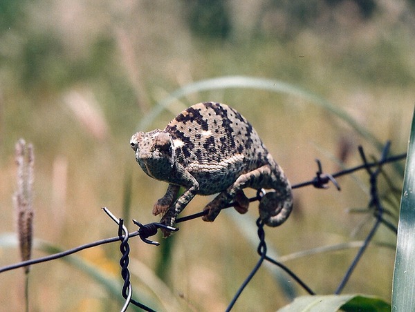 Cameleon Chameleon Photo Chamaeleonidae Lizard Chameleon,_Botswana2