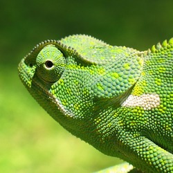 Cameleon Chameleon Photo Chamaeleonidae Lizard Chameleon_2006-01_cropped