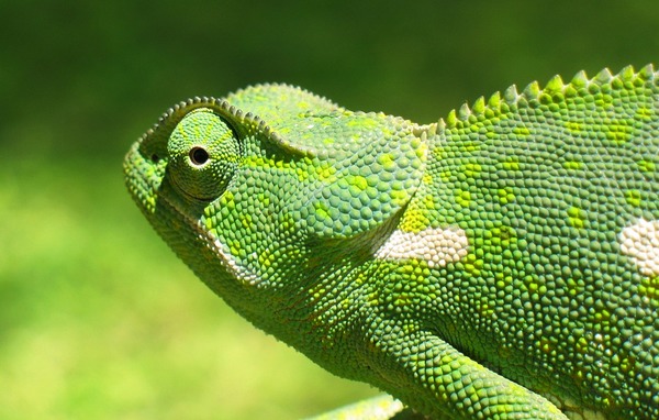 Cameleon Chameleon Photo Chamaeleonidae Lizard Chameleon_2006-01_cropped